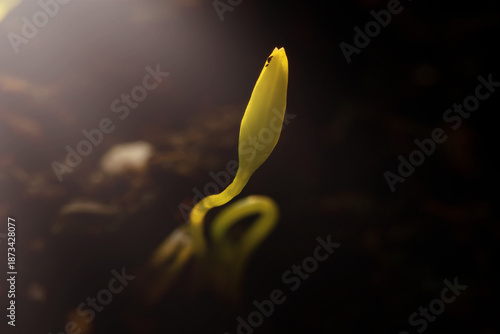 New plant sprout emerging from soil with sunlight shining nearby