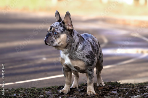 Cute dog stands on a path with curious expression during a sunny day