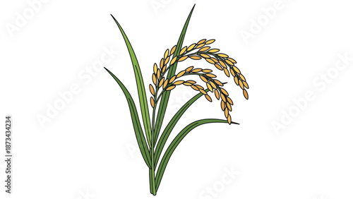 A single rice plant with green leaves and yellow grains on a white background.