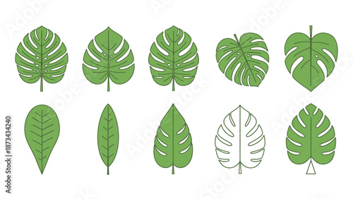 Collection of various green and white leaves with unique shapes and patterns on a plain white background in a flat lay composition.