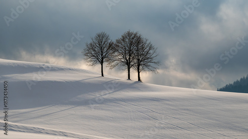 drei Bäume in winterlicher wiese