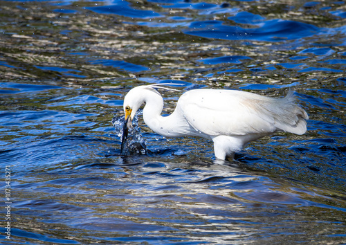 A Little Egret hunting for food
