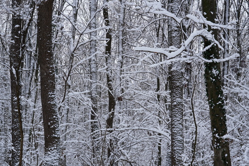 Closeup of tree trunks and branches covered with snow in a forest. Winter nature landscape background