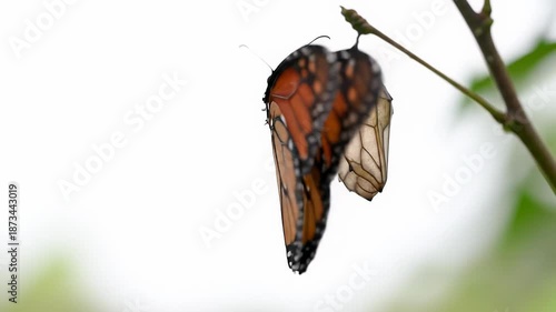 A vibrant monarch or swallowtail butterfly gracefully emerges from a chrysalis in a time-lapse video, revealing intricate wings against a pristine, bright, soft bokeh background. Concept of