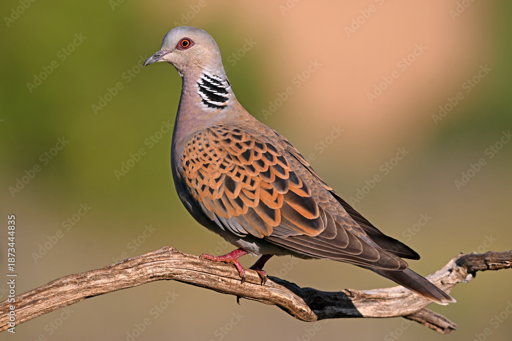 Fototapeta premium a beautiful european turtle dove in spain