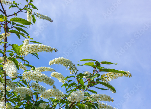 Close-up branches of Prunus padus, also known as bird cherry, Mayday tree, outdoors in sunny weather with blue sky in the background.