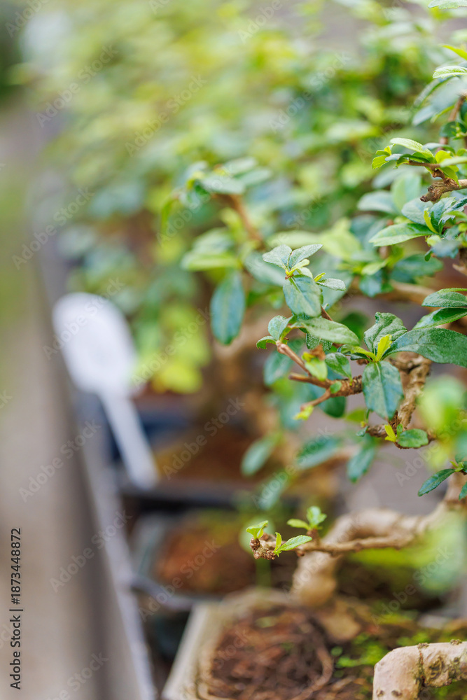 Naklejka premium Row of bonsai trees in pots with green leaves and soft background in greenhouse