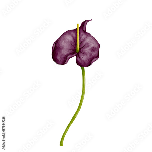 Colorful purple calla lily flower. Vector graphics.