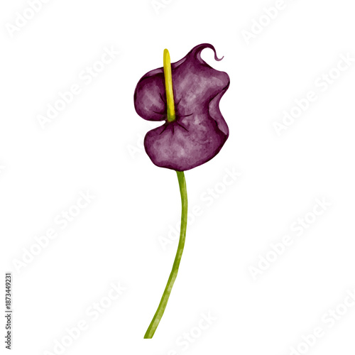 Colorful purple calla lily flower. Vector graphics.