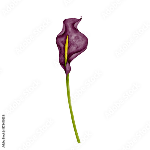 Colorful purple calla lily flower. Vector graphics.