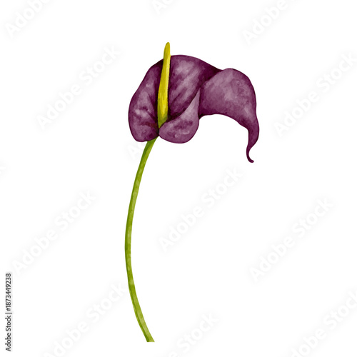Colorful purple calla lily flower. Vector graphics.