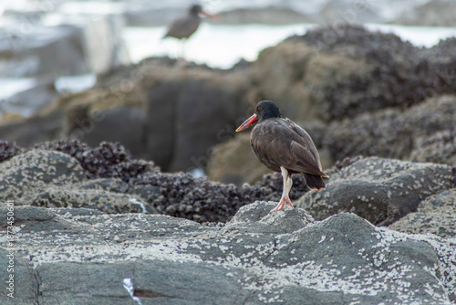 pilpilén entre las rocas 