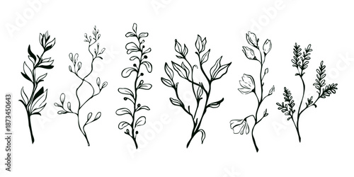 Hand drawn botanical floral branches set with elegant leaves and stems in black line art style. Vector illustration.