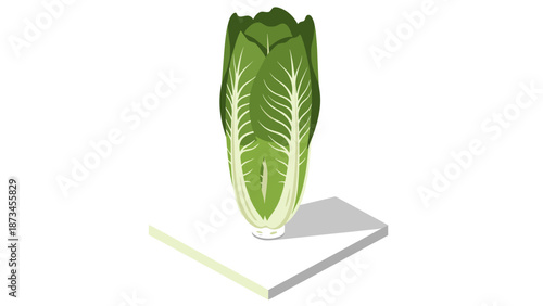 Isometric romaine lettuce on white background: fresh green food design