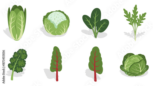 Variety of leafy greens: cabbage, spinach, kale, and more in flat design set