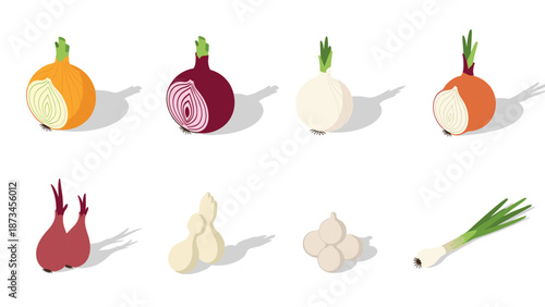 Diverse onion varieties displayed in isometric style with detailed shadows