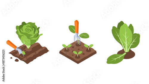 Organic gardening: growing vegetables with simple tools in isometric design