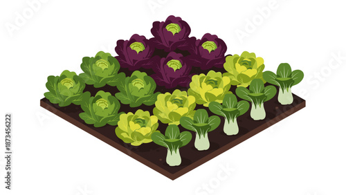Isometric vegetable garden with different cabbage plants and leafy greens