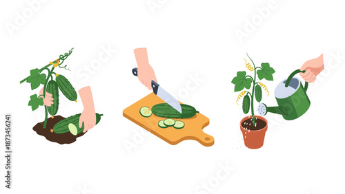 Step-by-step cucumber growing and harvesting process illustrated
