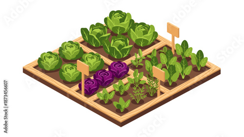 Isometric garden with lettuce and herb plants in wooden raised beds