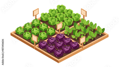 Isometric vegetable garden with cabbage and lettuce plot on white background