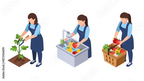 Isometric gardening and harvesting: woman in apron cultivating, washing vegetables, and packing fresh produce