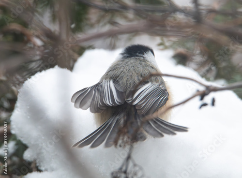 Black capped chickadee on a branch