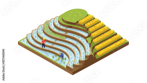 Isometric terrace farming landscape with farmers in rice and wheat fields