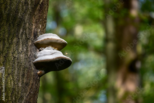 Foto Close-up of a white bracket fungus growing on a tree trunk in a green forest