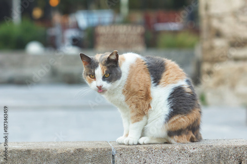 Funny Greek Street Cat Sticking Out Tongue in Greece