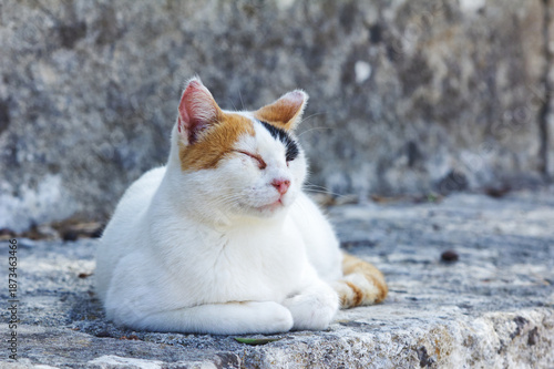 Tricolored Female Stray Cat Lying on Stone Floor in Greece