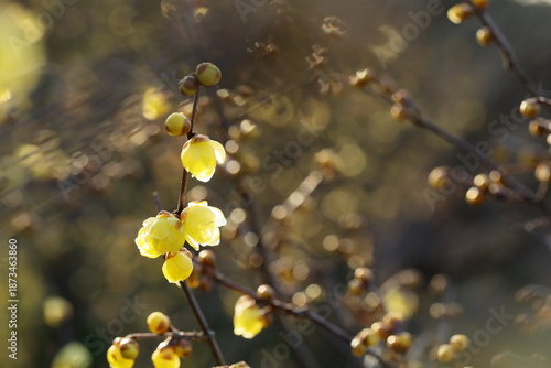 日本の初春の花、ロウバイ