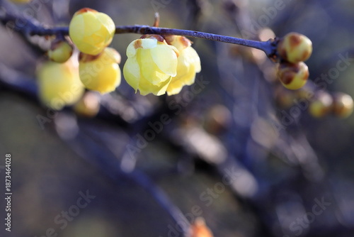 日本の初春の花、ロウバイ