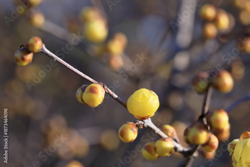 日本の初春の花、ロウバイ