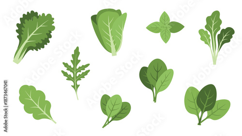 Variety of fresh leafy greens: spinach, arugula, and more in flat design