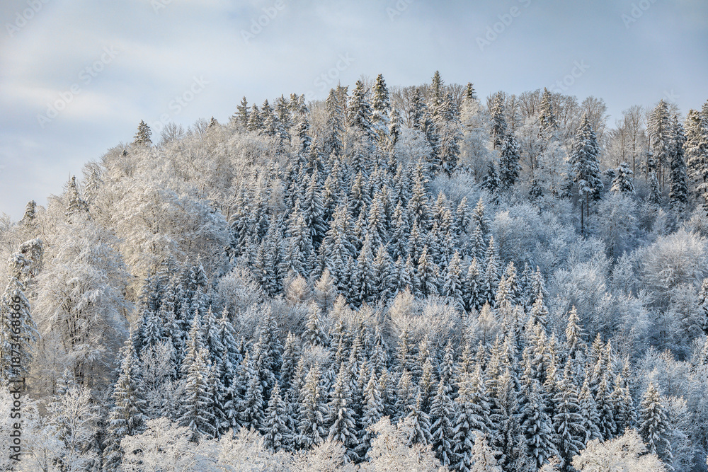 Fototapeta premium Winter wonderland in Stallikon Switzerland, picturesque snowy forest near Zurich