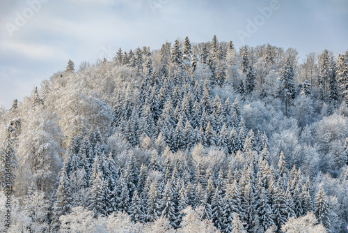 Winter wonderland in Stallikon Switzerland, picturesque snowy forest near Zurich