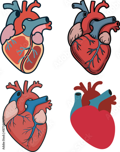 Detailed anatomical heart showing chambers veins arteries medical view