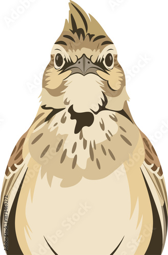 Detailed sky lark bird portrait with crest and textured feathers