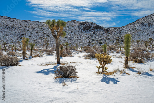 Snow on the Joshua trees and Desert Hills