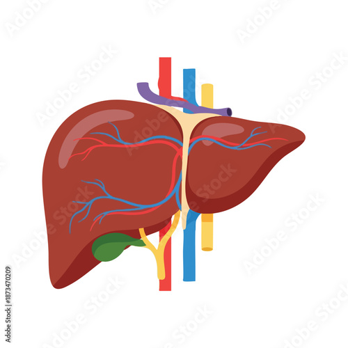 Human Liver Anatomy Illustration