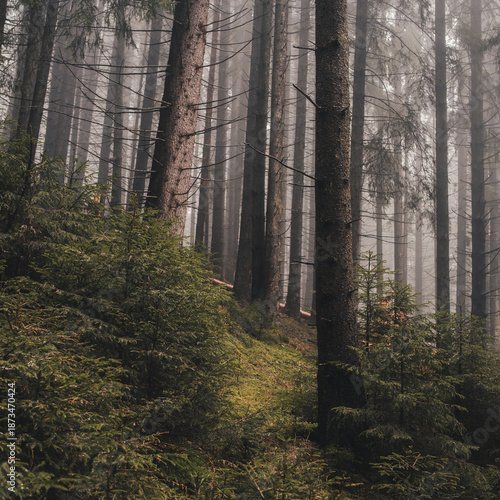 Misty forest with tall trees and lush green undergrowth, creating a peaceful and mysterious natural setting