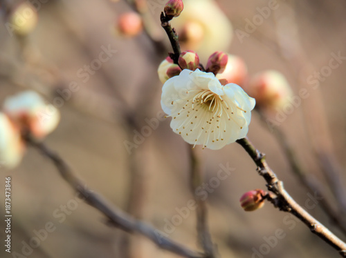 晴れた1月に美しく咲いた白い梅の花「白難波（シロナンバ）」