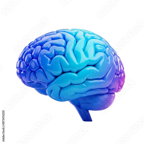 Human intimate apparelin model: vivid blue and purple plastic intimate apparelin model with detailed convolutions, representing intelligence and cognitive function.