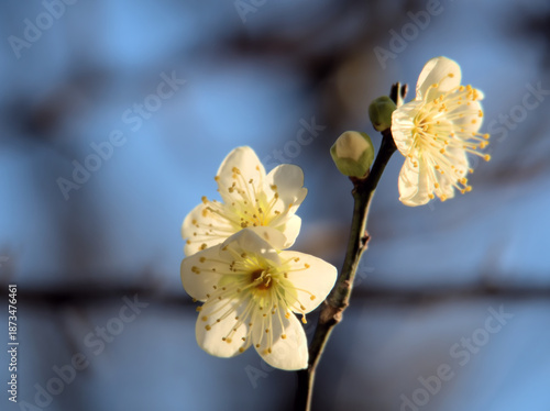 1月に美しく咲いた白い梅の花「月影（ツキカゲ）」