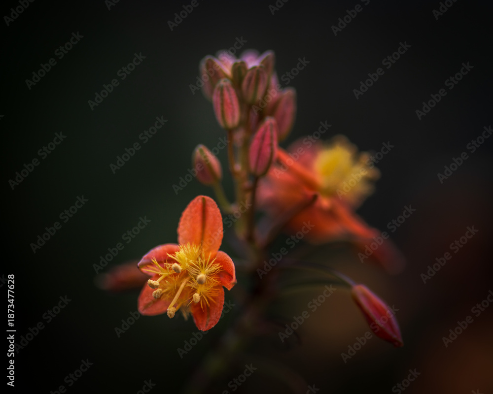 Fototapeta premium Close-up and macro photography of blooming flowers and flower buds with vivid red, pink and purple petals in natural light.
