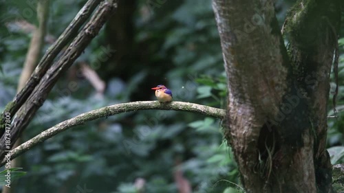 The African pygmy kingfisher (Ispidina picta) is a small insectivorous kingfisher found in the Afrotropics. This video was taken in Uganda.