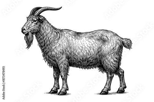Detailed black and white illustration of a standing goat with curved horns