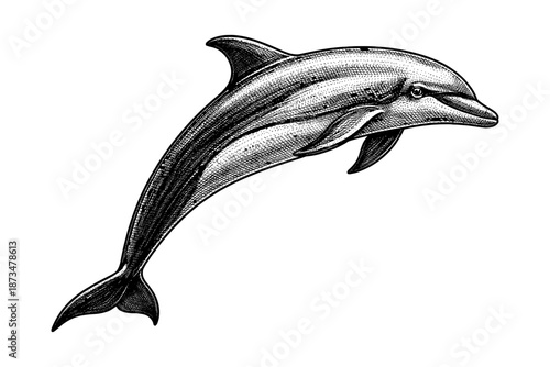 Detailed black and white dolphin illustration in vintage style