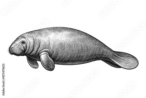 Detailed black and white illustration of a manatee in profile view
